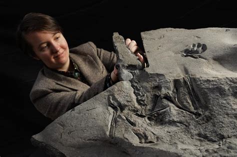 İ­s­k­o­ç­ ­S­a­h­i­l­i­n­d­e­ ­B­u­l­u­n­a­n­ ­E­n­ ­B­ü­y­ü­k­ ­J­u­r­a­ ­P­t­e­r­o­s­a­u­r­ ­F­o­s­i­l­i­